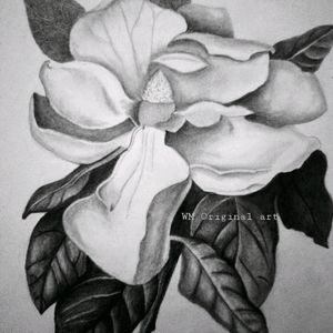 8x10  Magnolia Sketch Print